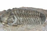Colorful Austerops Trilobite Fossil - Jorf, Morocco #362855-1